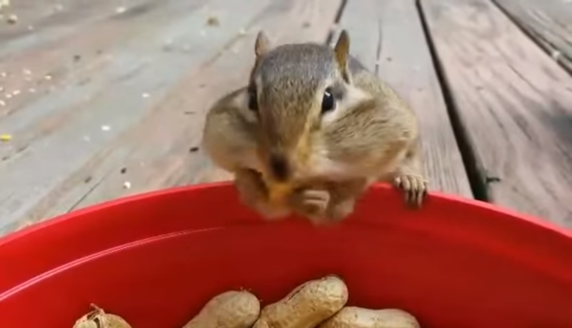 圖片來源：youtube