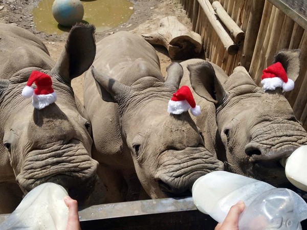 圖片來源：Care for Wild Africa