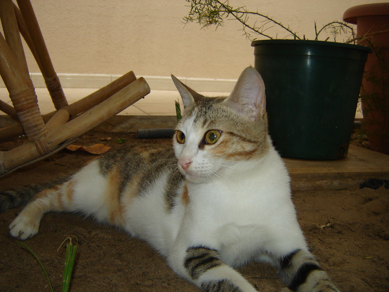 圖片來源：Waterleakx/reddit