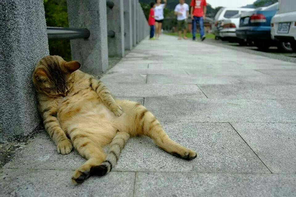 圖片來源：林星宇/‎●【爆廢公社】●