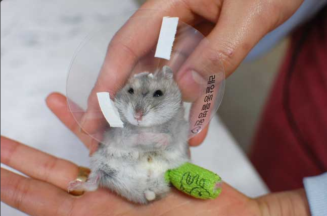 圖片來源:Cyp_cha