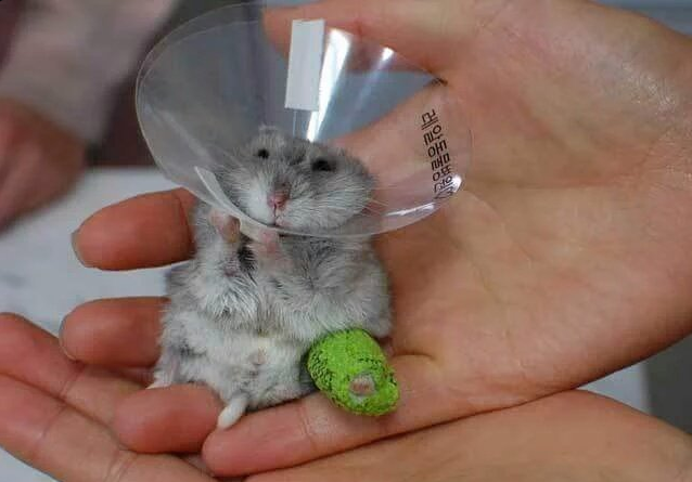 圖片來源:Cyp_cha