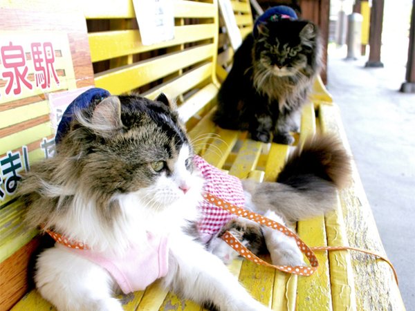 圖片來源：Ashinomakionsen/twitter