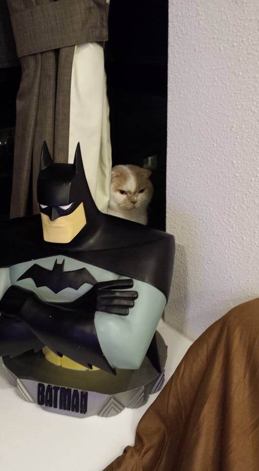 圖片來源：LINGKAMAN‎/天下貓貓一樣貓