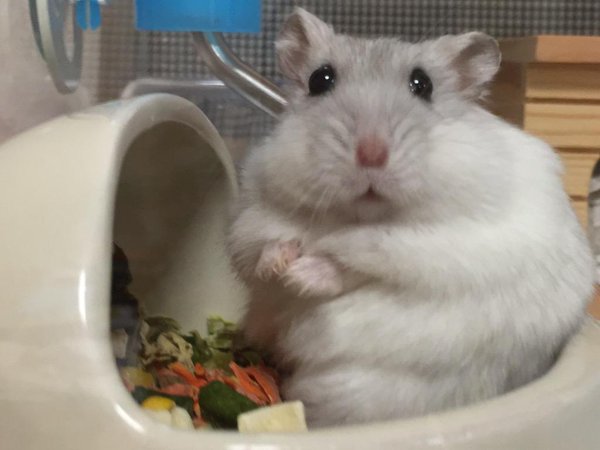 圖片來源:toro303606