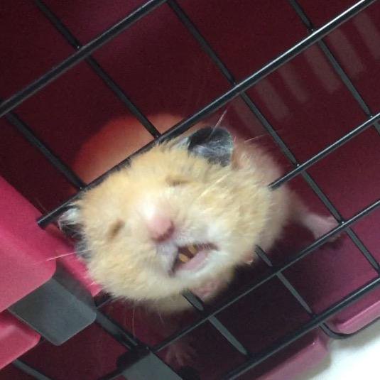 圖片來源:oor_tkyk