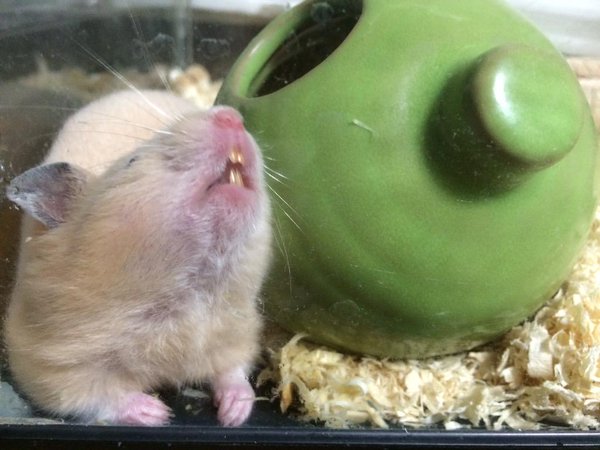 圖片來源:twitter