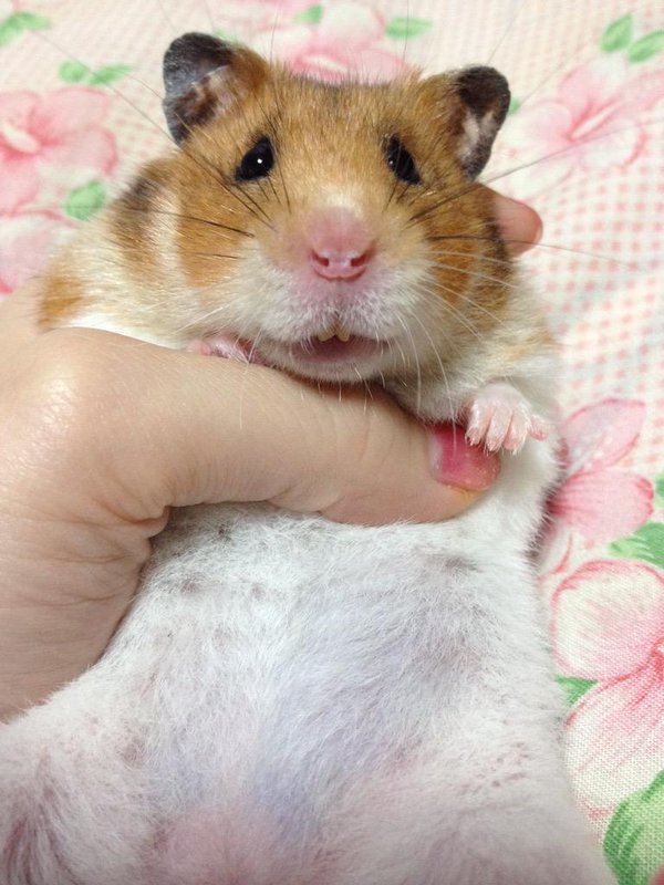 圖片來源:Wcoserids