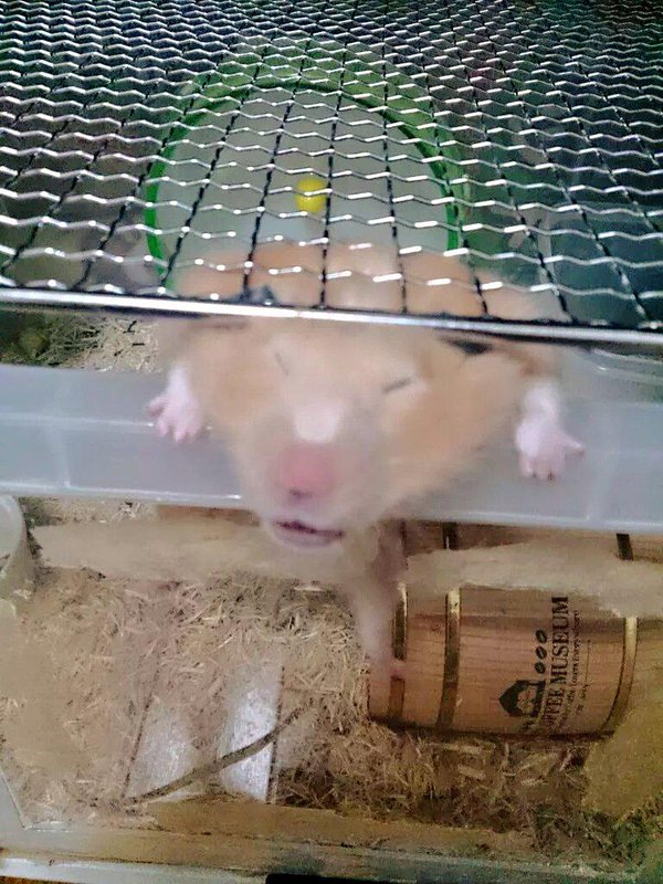 圖片來源：s_hi_o