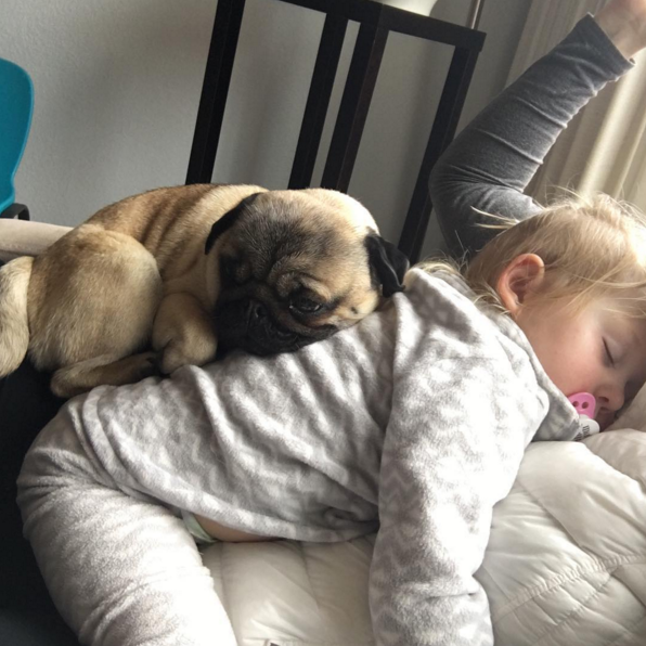 圖片來源: circus_pugs