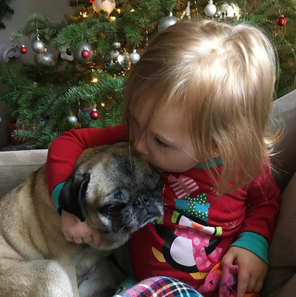 圖片來源: circus_pugs