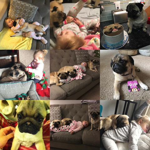 圖片來源: circus_pugs