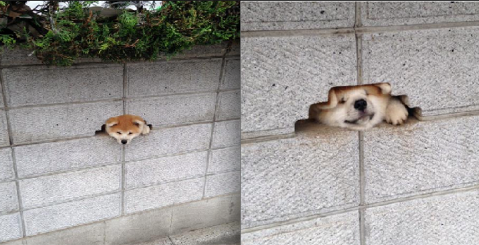 圖片來源:onodesu0223/twitter