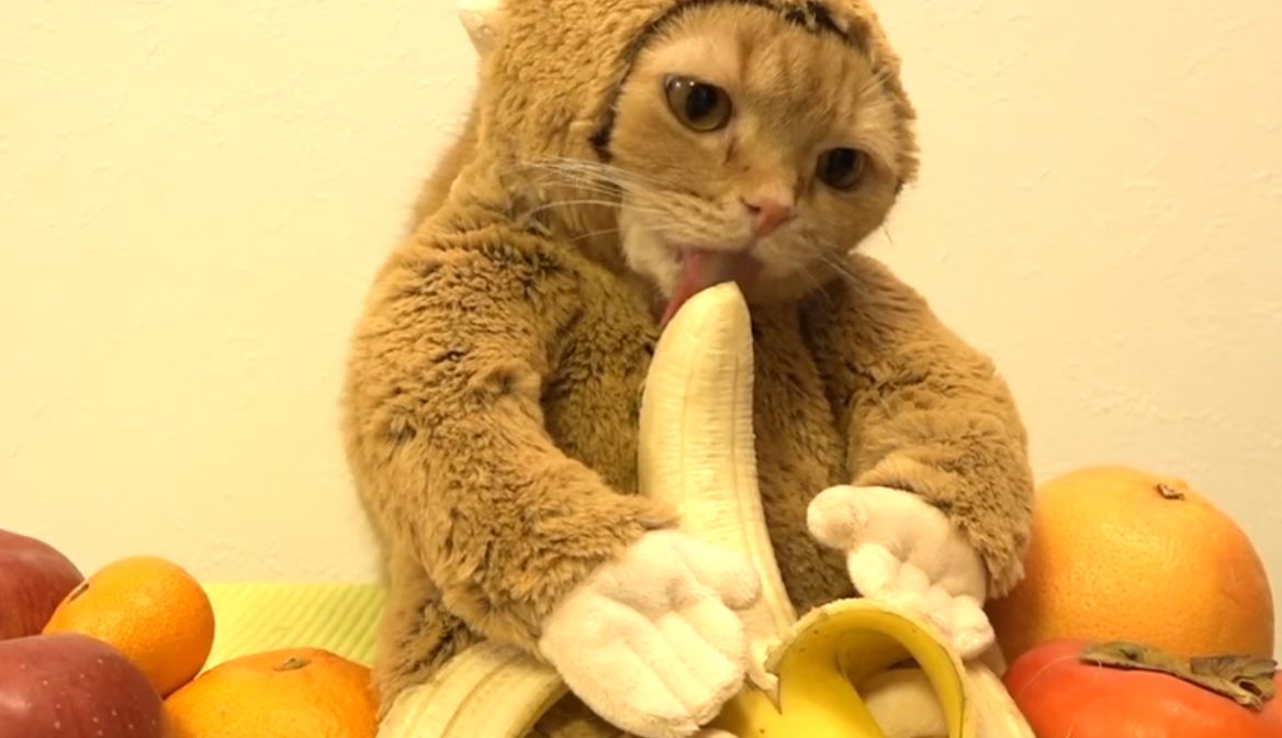 圖片來源:10 Cats.