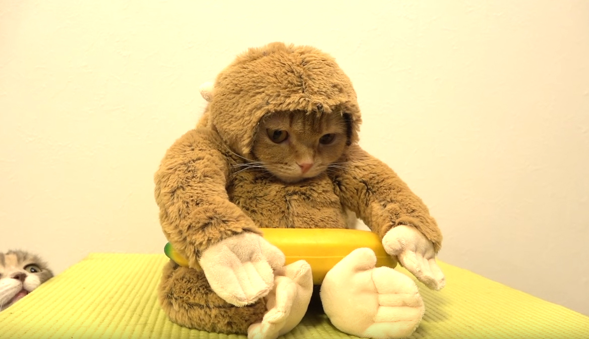 圖片來源:10 Cats.