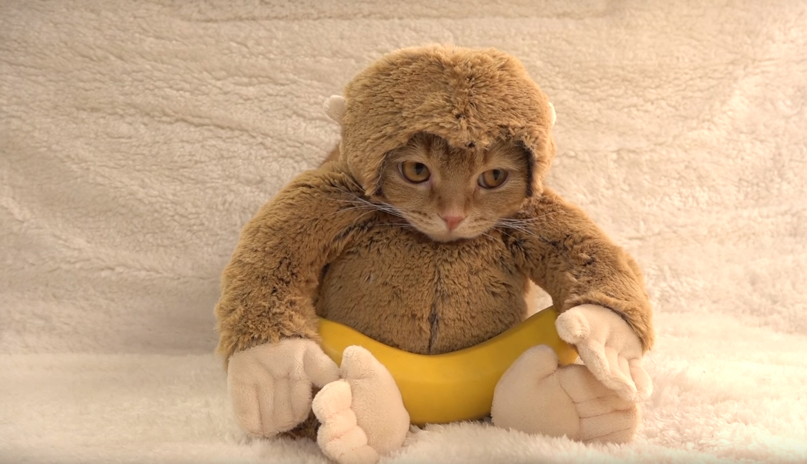 圖片來源:10 Cats.