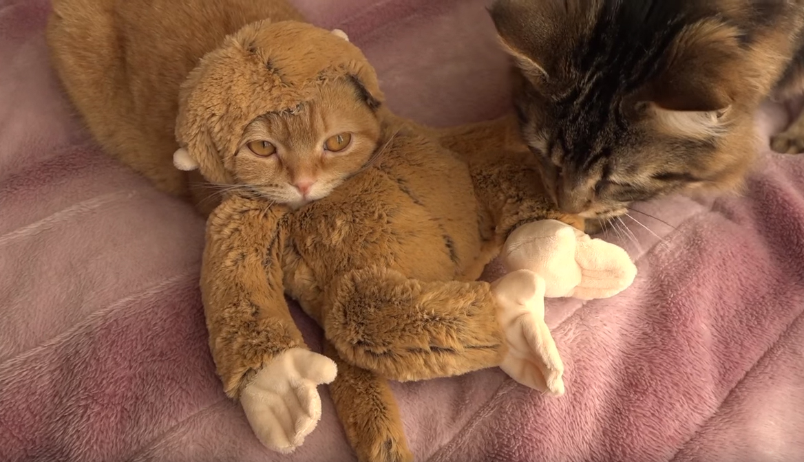 圖片來源:10 Cats.