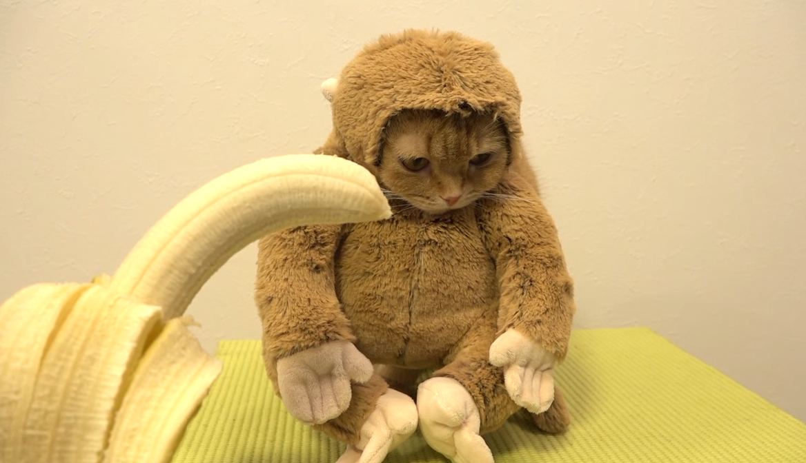 圖片來源:10 Cats.