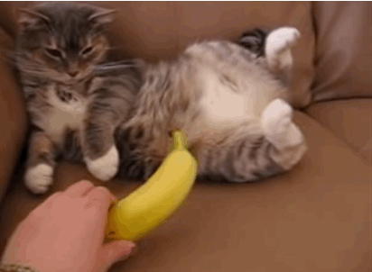 圖片來源:HaileyTube/youtube