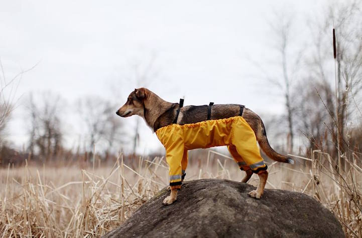 圖片來源:mymodernmet