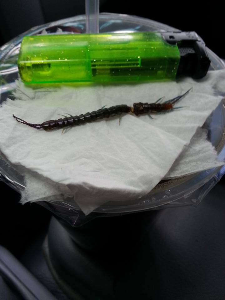 圖片來源:楊宗樺/●【爆料公社】●