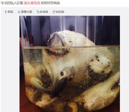 圖片來源：博物雜誌/微博