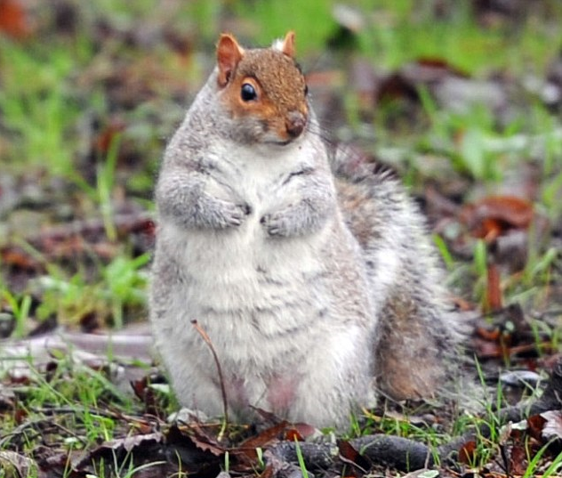 圖片來源：Dailymail