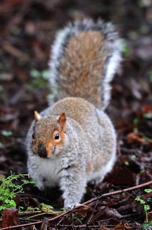 圖片來源：Dailymail