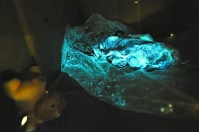 圖片來源:kaixin001