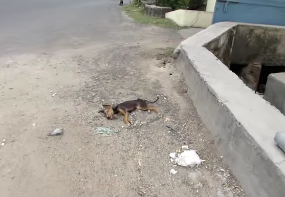 圖片來源:Daily Mail