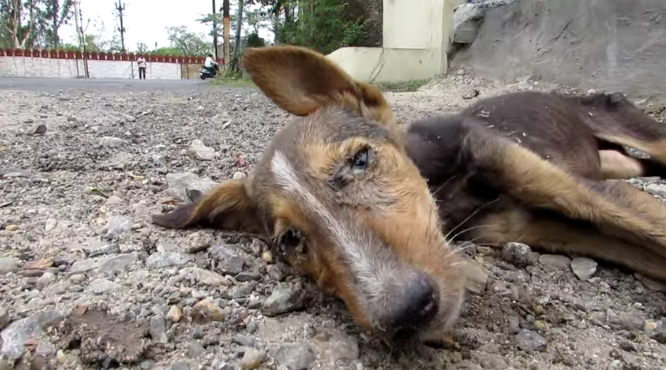 圖片來源:Daily Mail