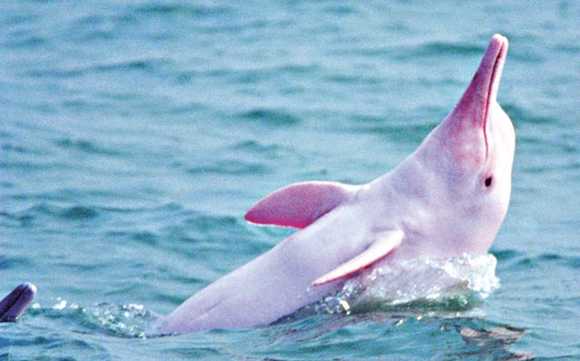 圖片來源:蘋果日報