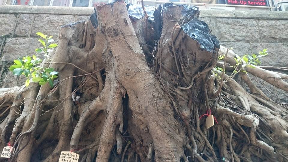 圖片來源:Tsui Ho Yee/西環變幻時