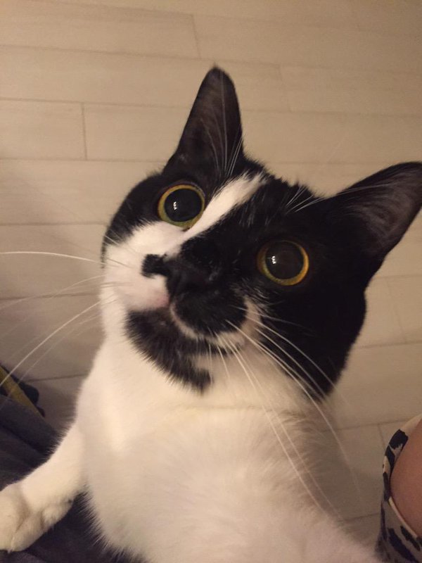 圖片來源:tongarirooms/twitter