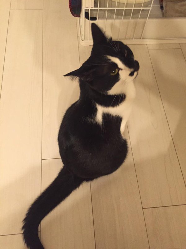 圖片來源:tongarirooms/twitter