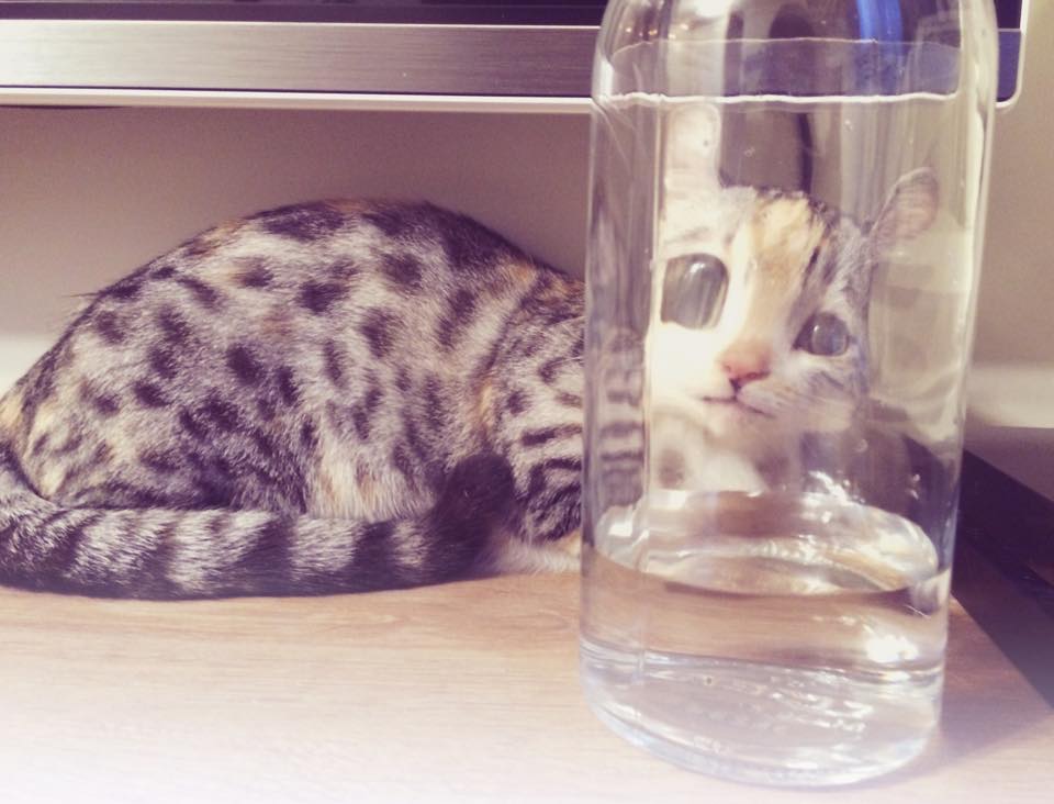 圖片來源:我不是腿短我只是身體長