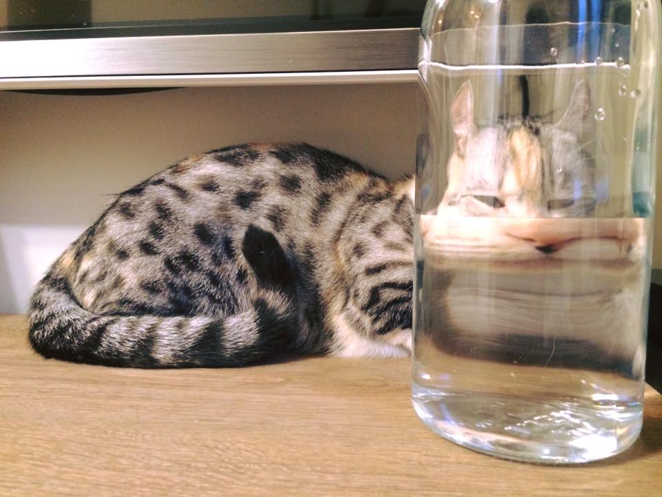 圖片來源:我不是腿短我只是身體長