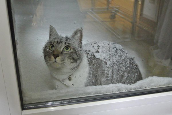 圖片來源:nationalmaclord/twitter