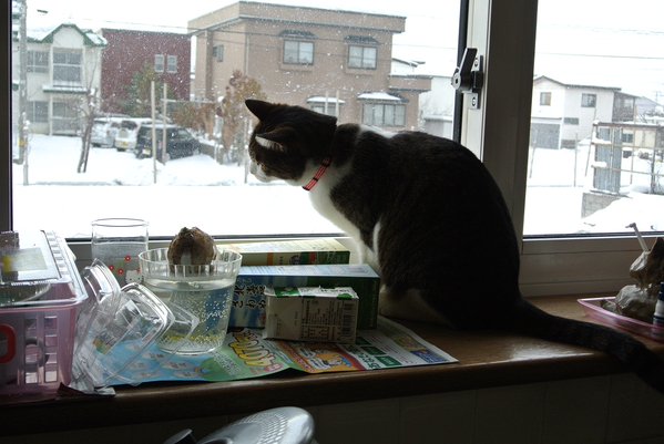 圖片來源:nationalmaclord/twitter