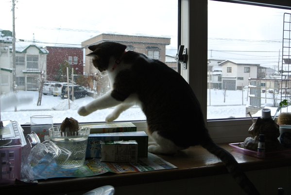 圖片來源:nationalmaclord/twitter