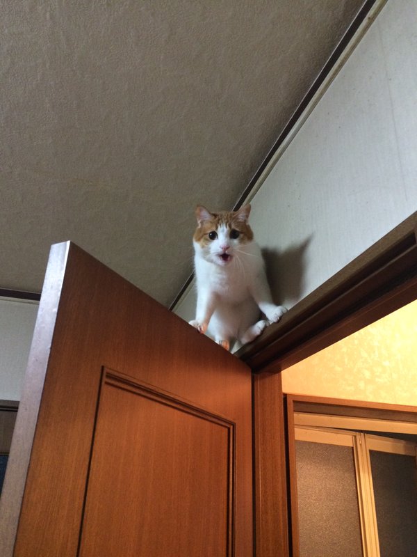 圖片來源:k_szk/twitter