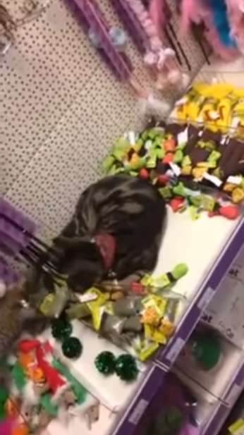 圖片來源:YouTube