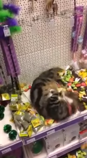 圖片來源:YouTube