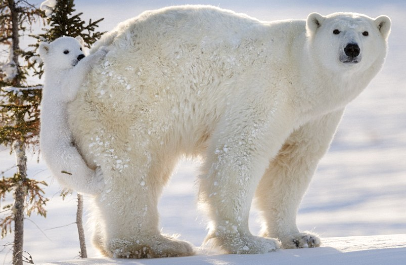 圖片來源：Daily Mail