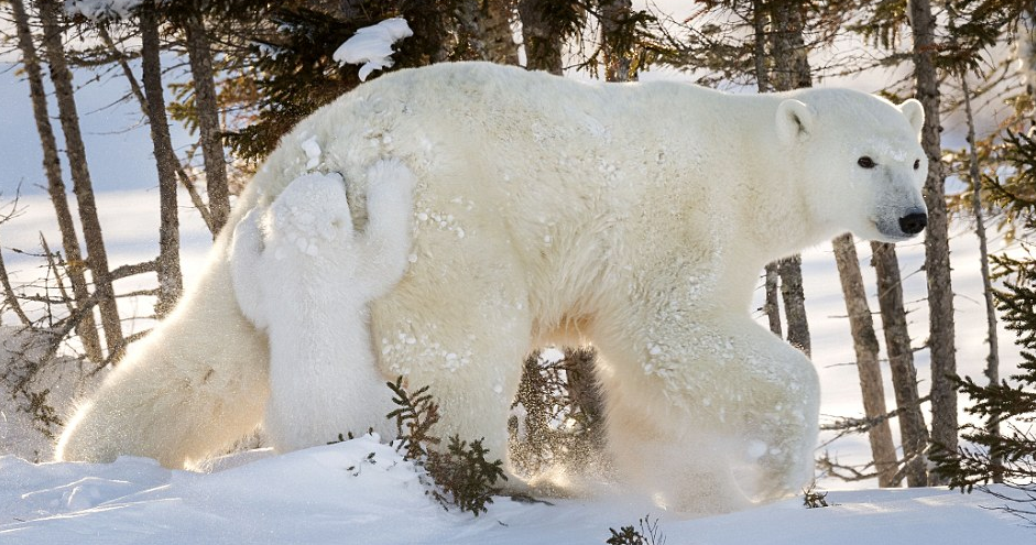 圖片來源：Daily Mail