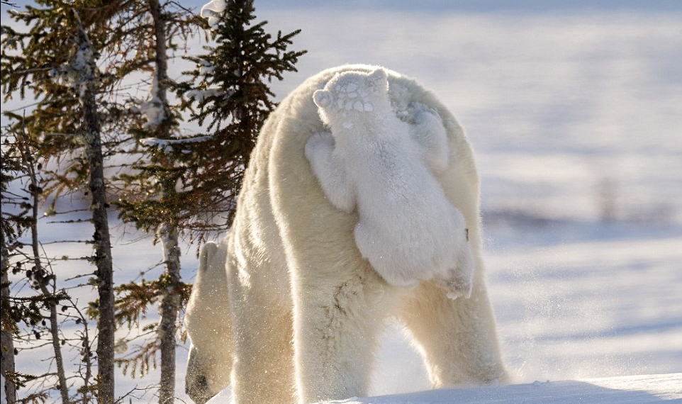 圖片來源：Daily Mail