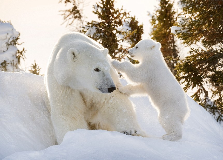 圖片來源：Daily Mail