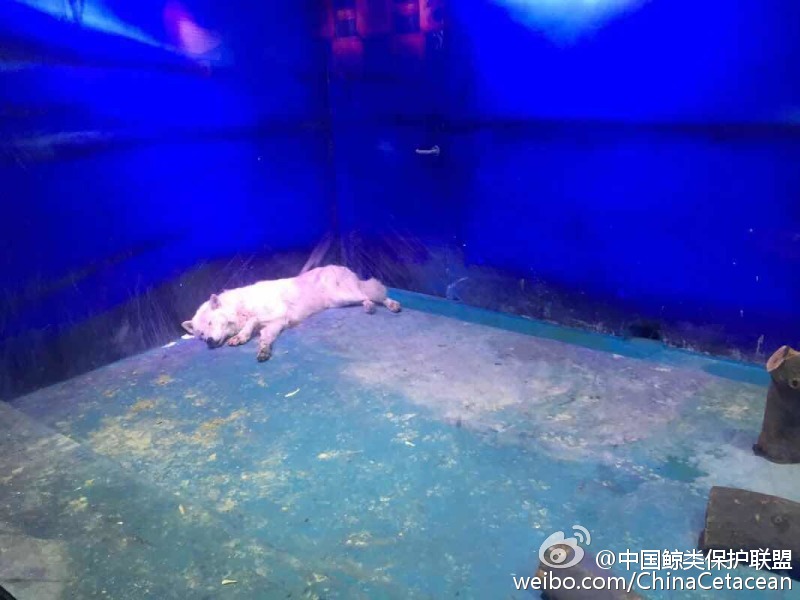 圖片來源:中國鯨類保護聯盟