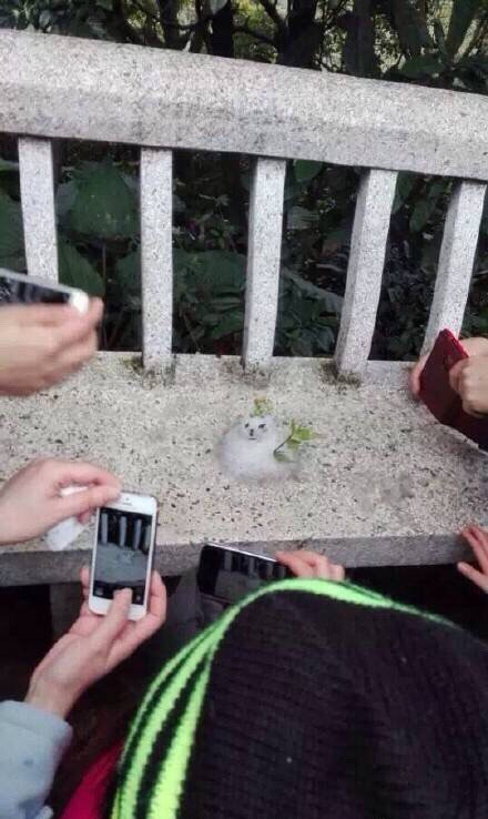 圖片來源:八卦_我实在是太CJ了/微博