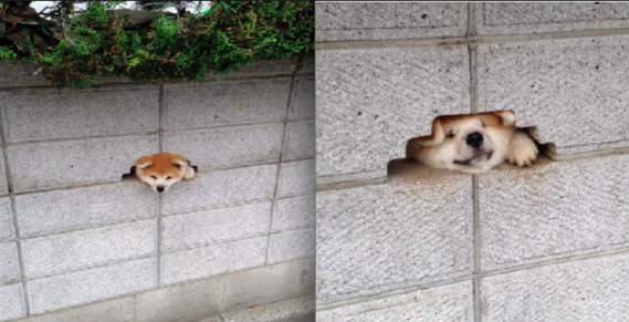 圖片來源:onodesu0223/twitter